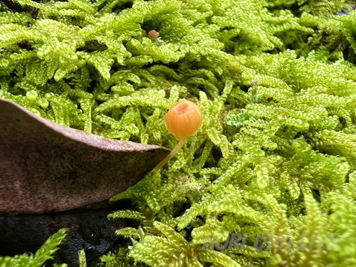 水苔にキノコ？胞子体かな？